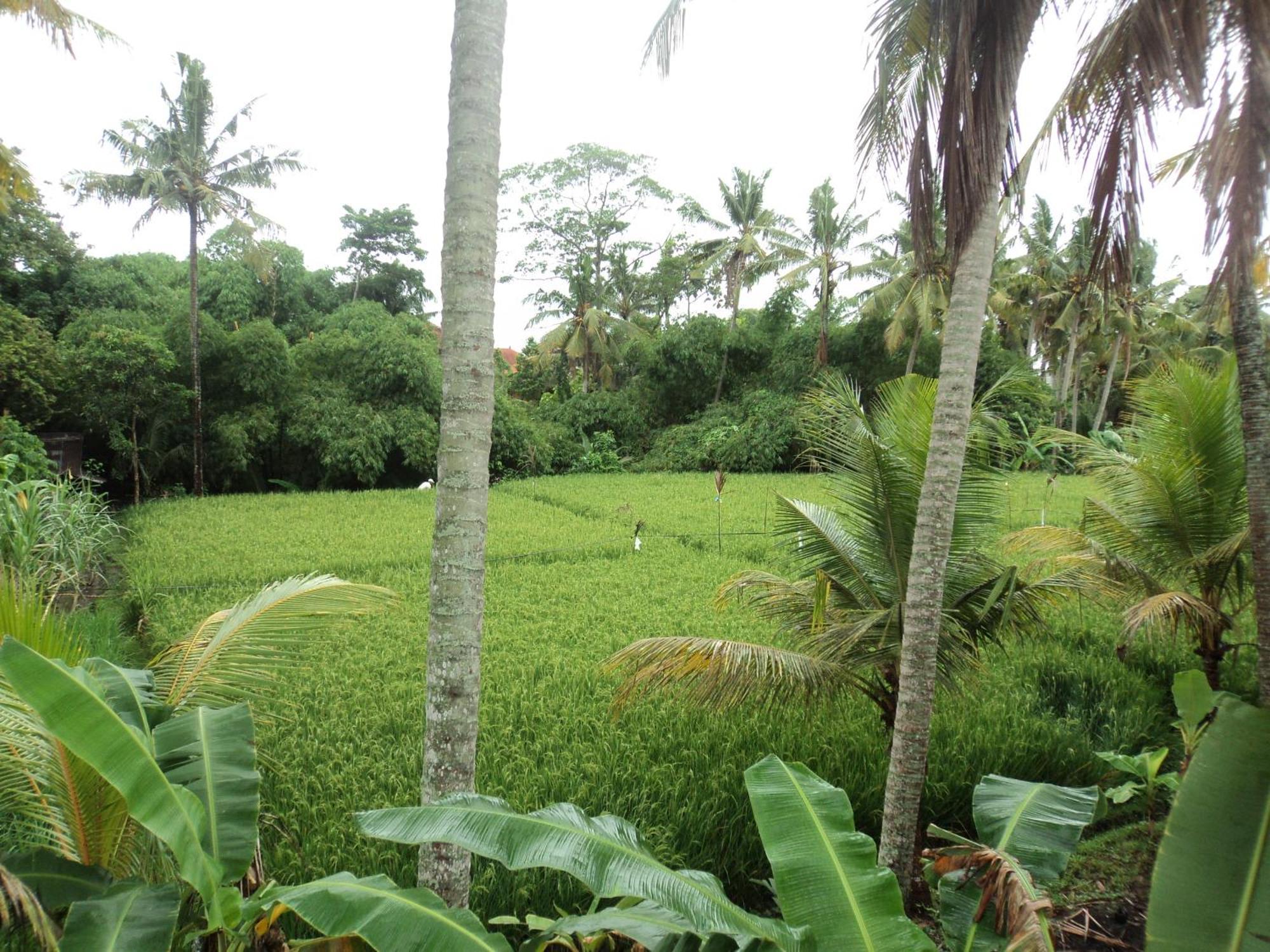 Villa Bhuana Alit Ubud Værelse billede