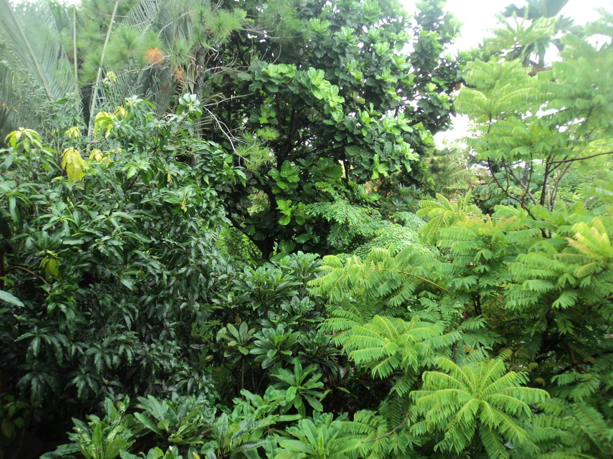 Villa Bhuana Alit Ubud Værelse billede