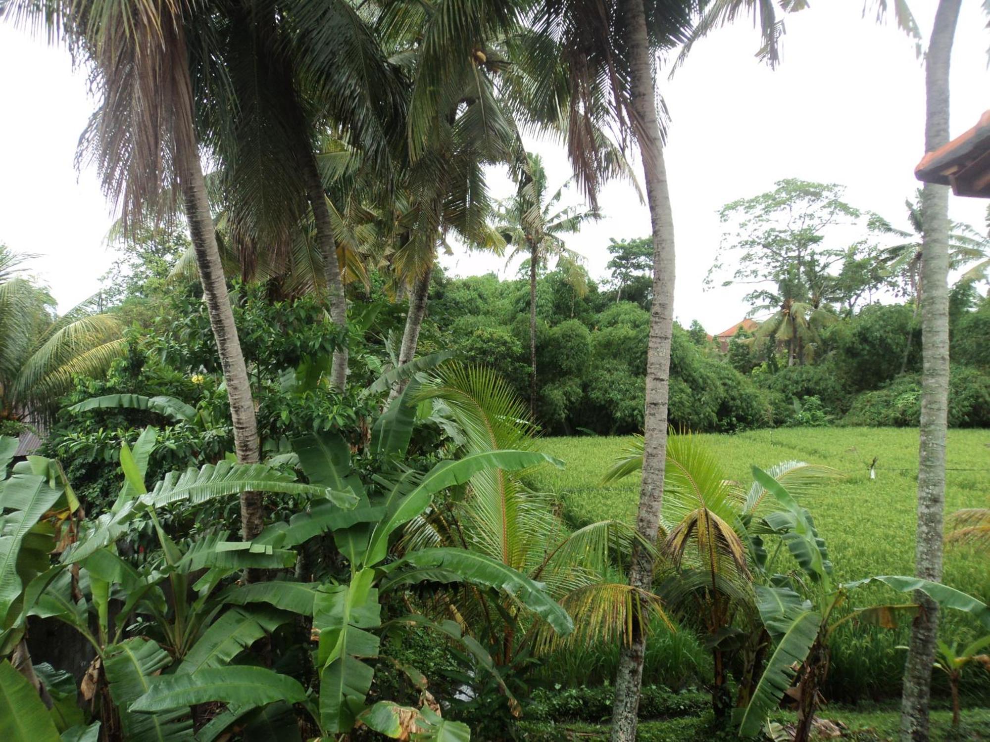 Villa Bhuana Alit Ubud Værelse billede