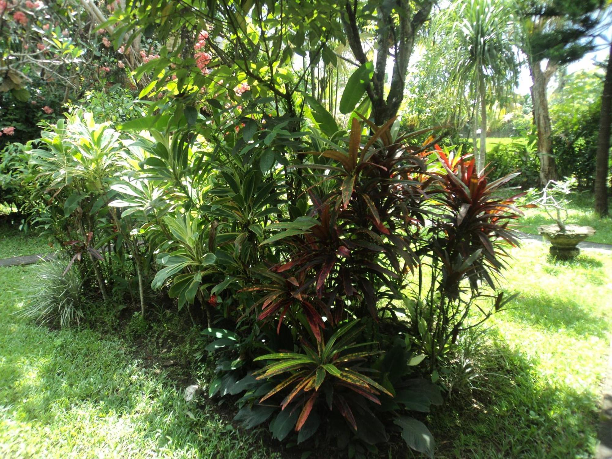 Villa Bhuana Alit Ubud Værelse billede