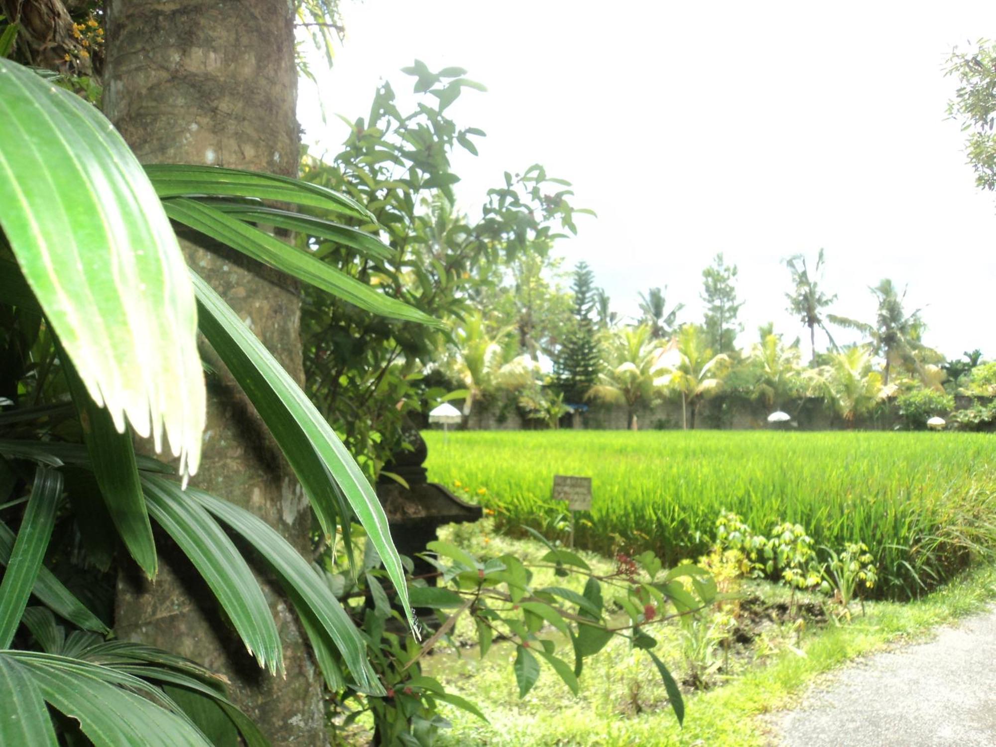 Villa Bhuana Alit Ubud Værelse billede